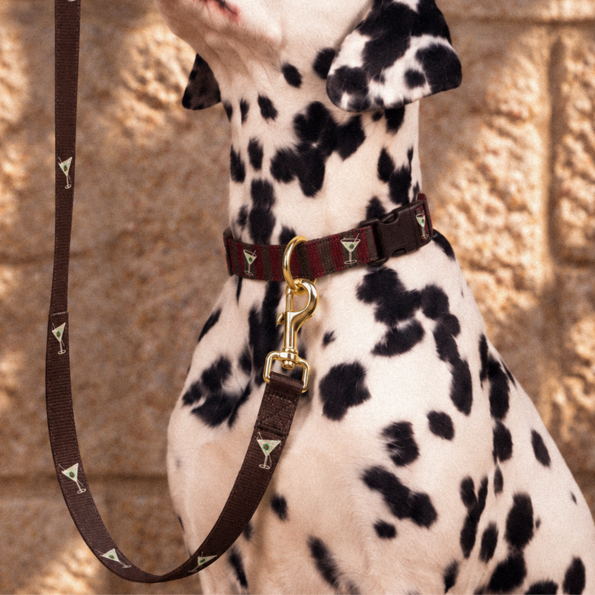 A close-up of a Dalmatian dog wearing a dark brown collar with a gold-tone clasp and matching leash printed with small martini glass motifs, set against a warm stone wall background.