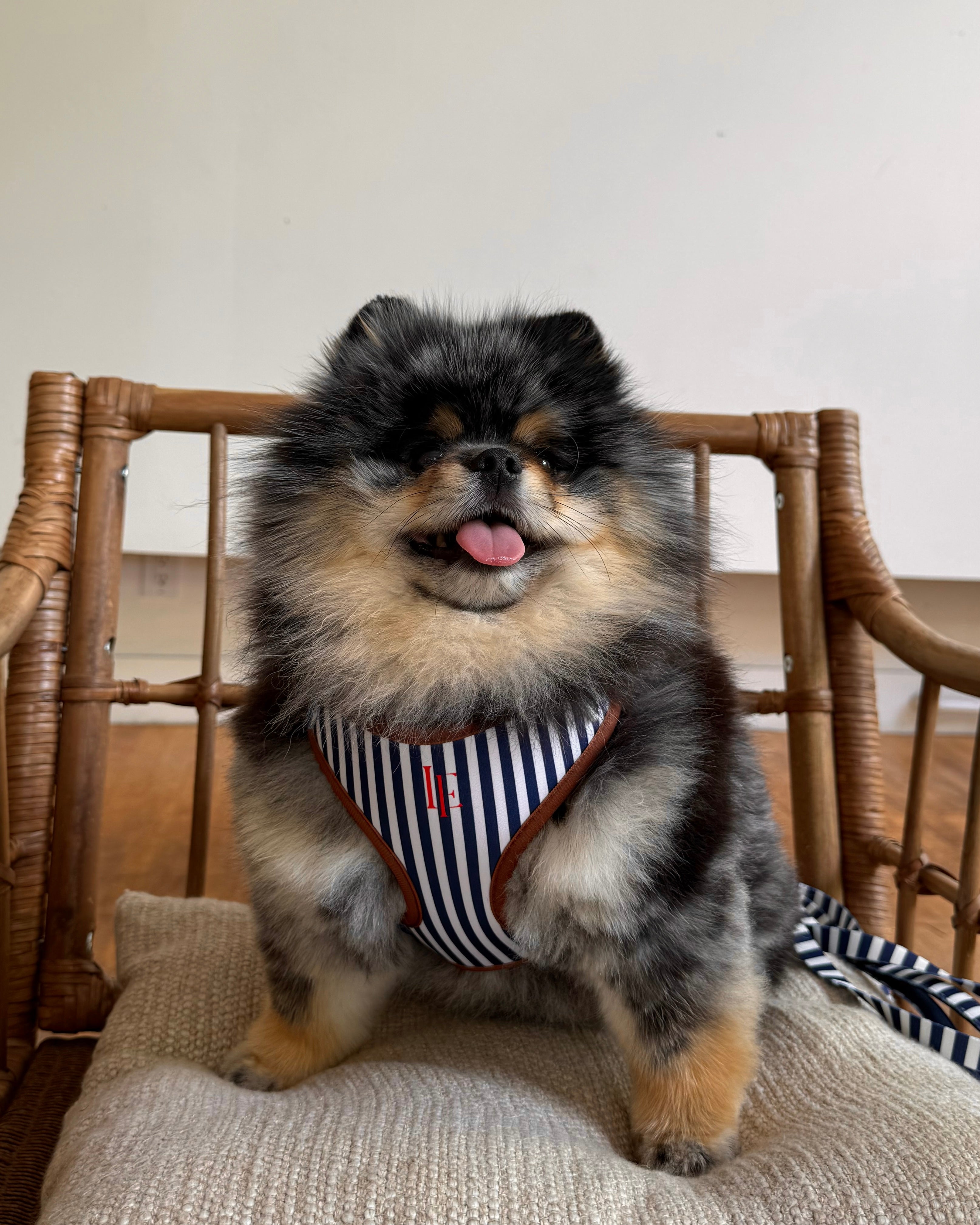 Signature Dog Harness