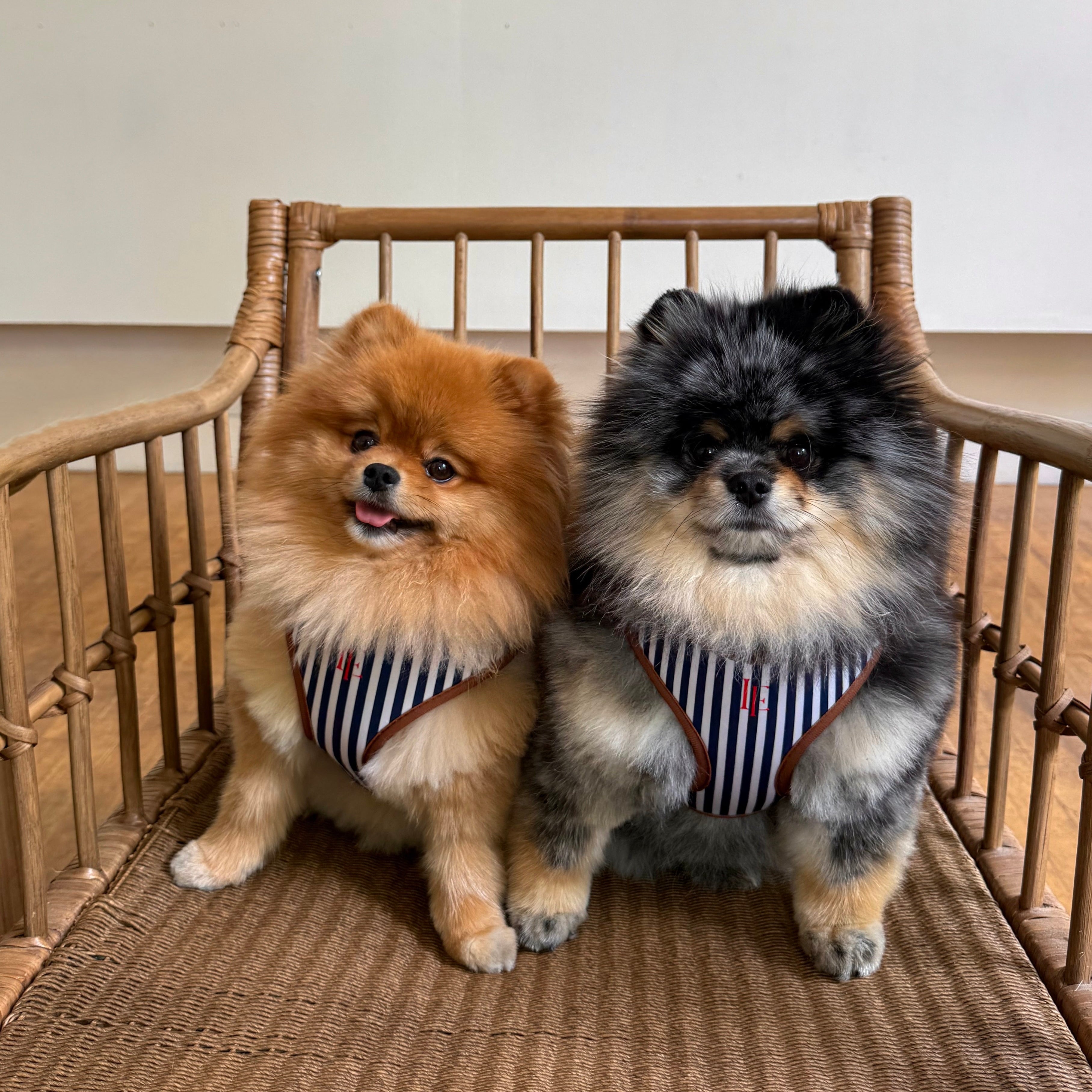 Two small dogs wearing striped harnesses sitting on a wicker chair.